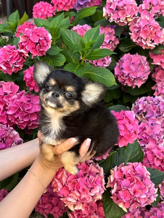 Cudowny chlopiec Chihuahua  dlugowlosy