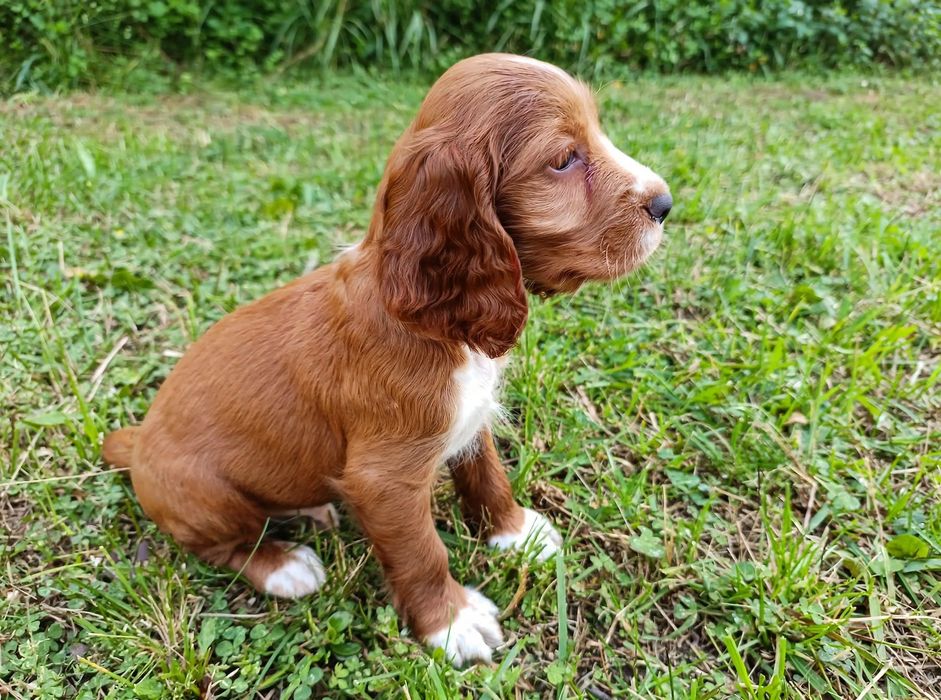 Cocker spaniel angielski Piesek
