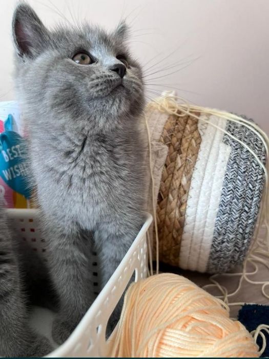 Kocurek brytyjski krótkowłosy