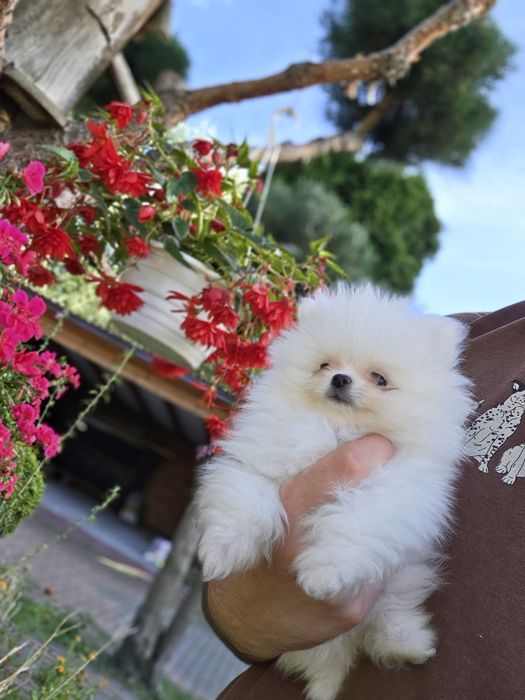 Szpic miniaturowy pomeranian fci zkwp