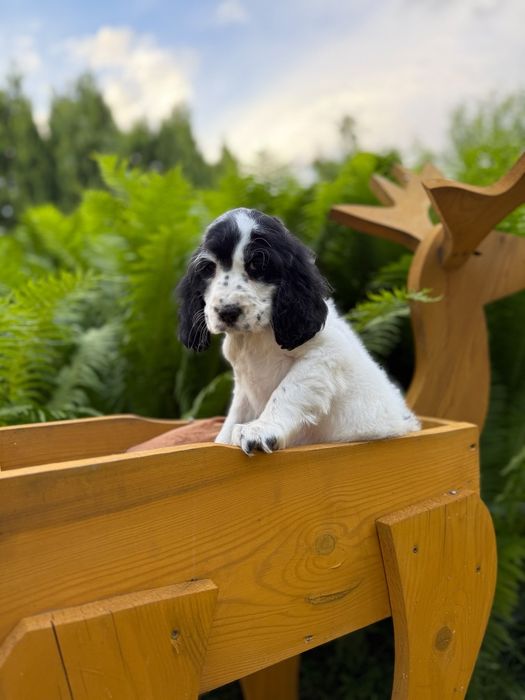 Cocker spaniel Piesek