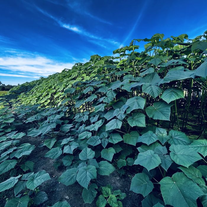 Насіння Павловнії Pao Tong-07 уп 200шт, Семена Павловнии із Безкош.дос