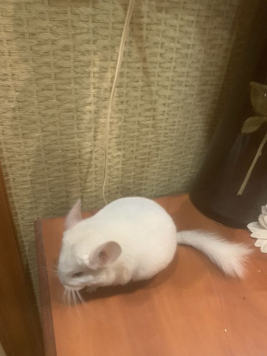 Пухнастий хвостикГризунчик