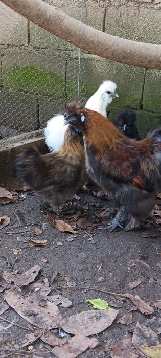 3 Sedosas do Japão (machos)