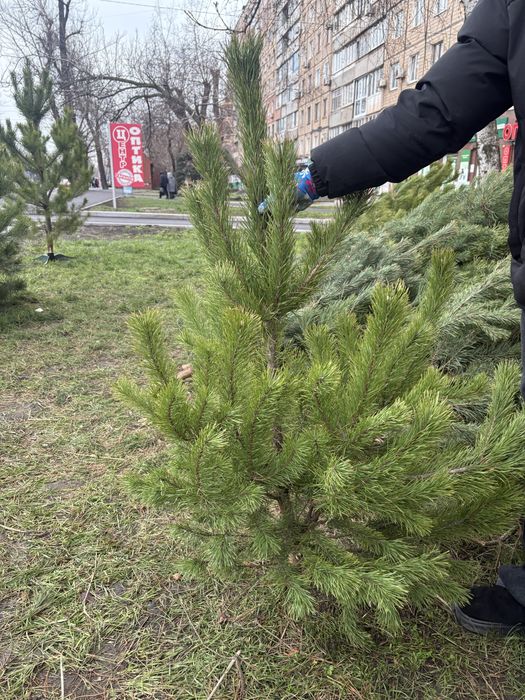 Ялинки жива/Сосна продаж/Кривий Ріг