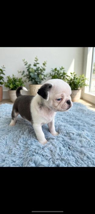 PUG panda menina linda