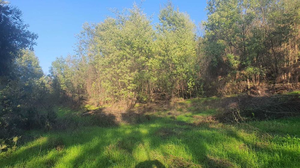 Propriedade com 6ha à Beira do Rio Mondego