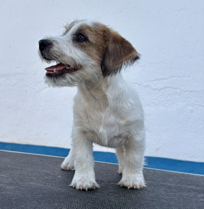 Jack Russell Terrier Broken C/Pedigree e Afixo