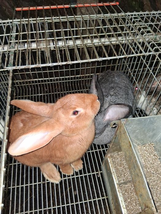 Vendo coelhos de ninhada nova