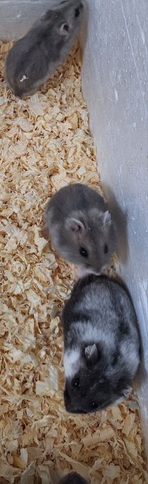 Chomiki dżungarskie