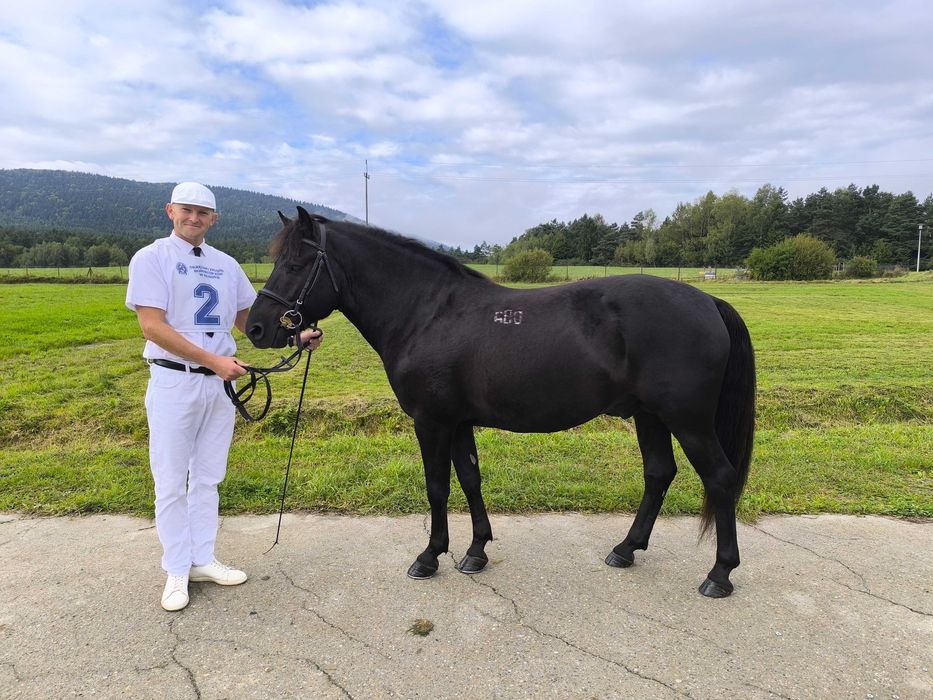 Stanówka ogierem Grymas-O huculskim krycie hucuł huculski ogier hucuł