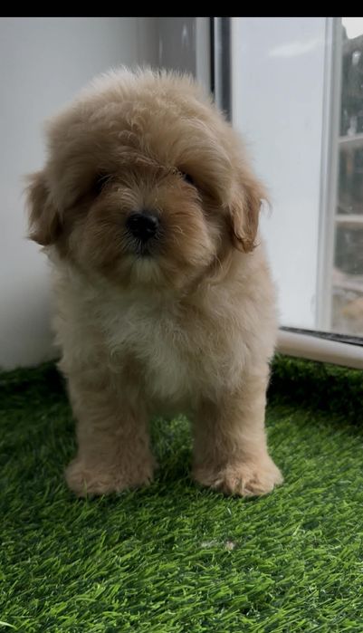 Шикарный кобелек мальтипу