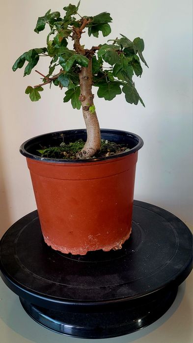 Bonsai de Ácer Campestre