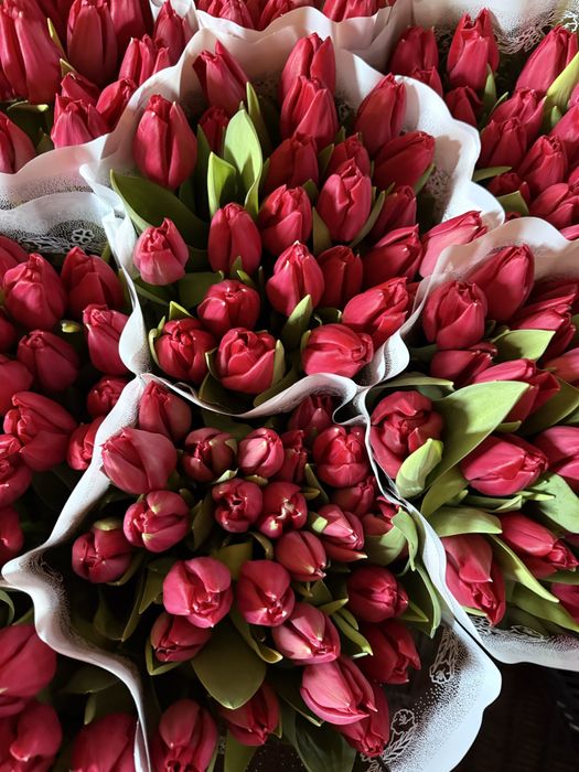 Луковиця тюльпана(після вигонки)