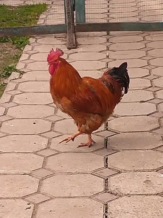 Продам півня, когута.