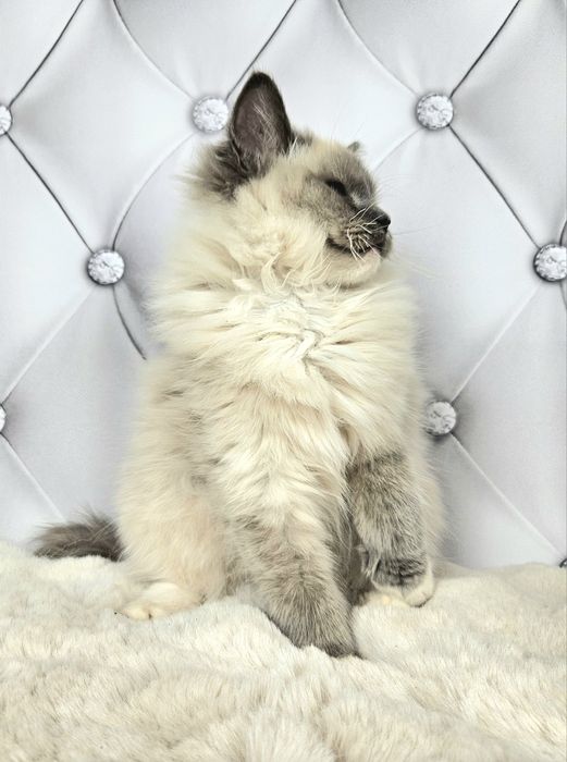 Ragdoll WCF kocurek Gero