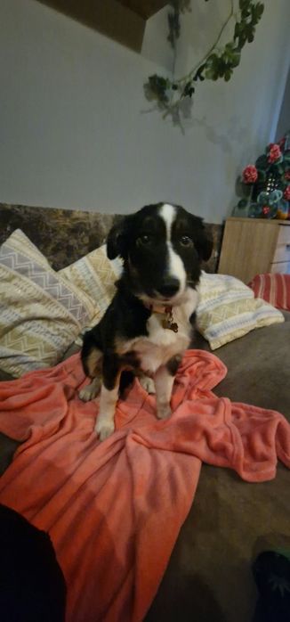 Bordel collie suczka
