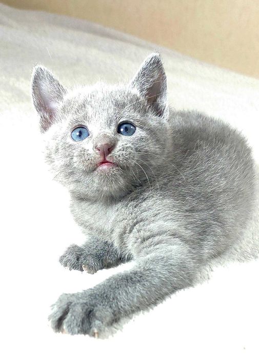 Російська блакитна дівчинка з розплідника.