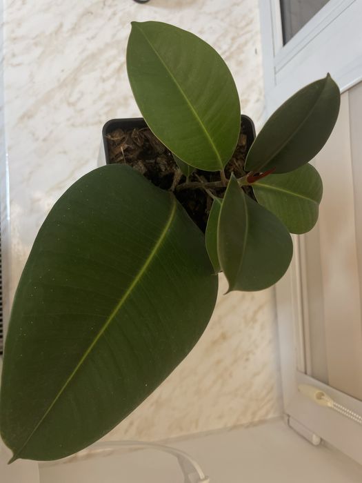 Фікус (фикус) рослина кімнатна