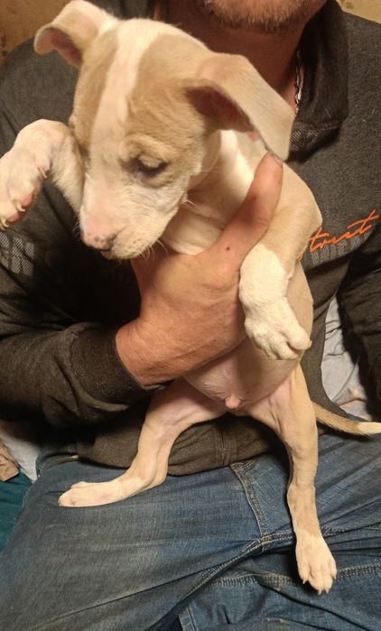 Стаффоширскій тер'єр цуценята