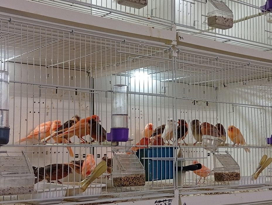 Sprzedam mlode kanarki .