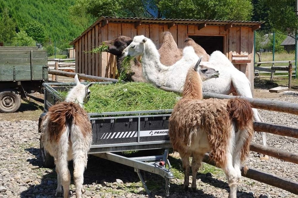 Відпочинок в Карпатах Здам кімнату приватний сектор оренда подобово