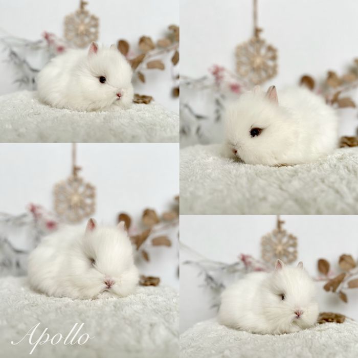 Mini lopki i Karzełki Teddy gotowe do odbioru Czystej rasy