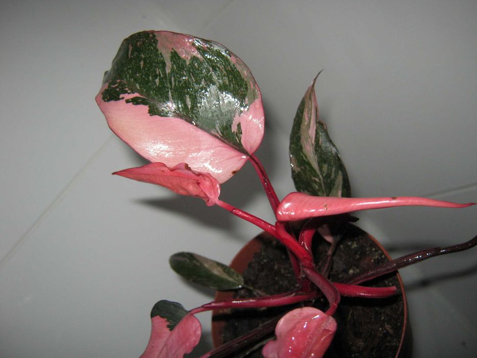 Филодендрон пинк принцесс марбл вайт принцесс империал ред детки от100