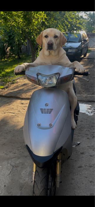 Suzuki zz inchup sport