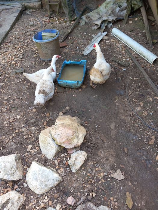 Vendo patos de Rouen