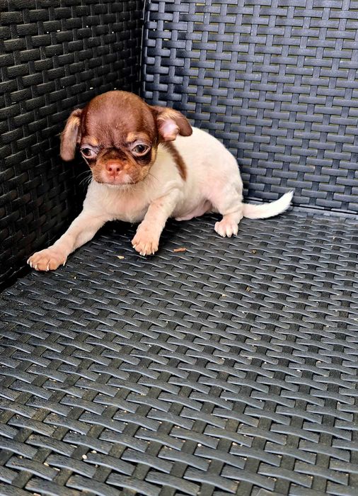 Chihuahua Macho cor Choco Pied bem pequenino