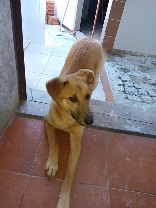 Adoção cadela castrada