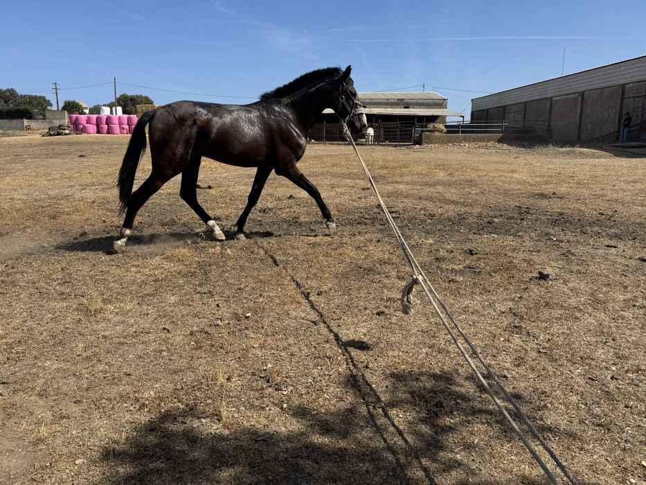 Cavalo Lusitano