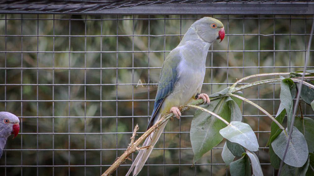 Ringnecks Violetas, Opalinos, CC's (Cleartail),  2025-2026 Ring Neck