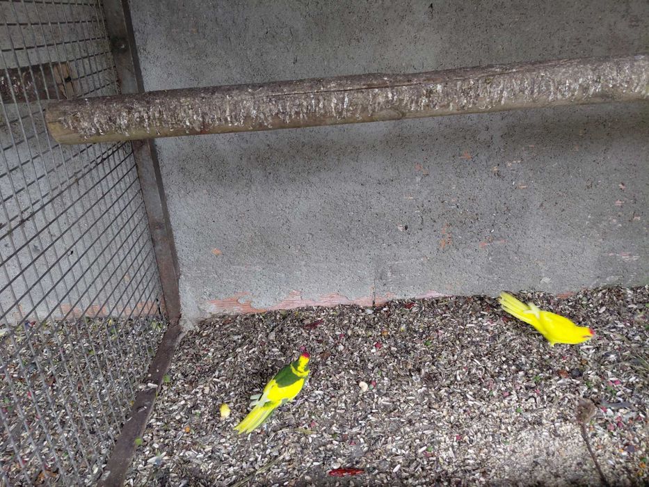 Rikneques para criar á mao