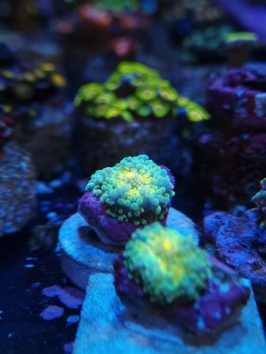 Ricordias yumma corais agua salgada