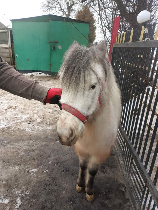 Klacz tarantka  młoda