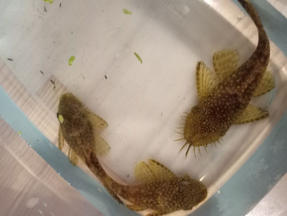 Аквариумные  Креветки,  рыбы, растения, Хелены