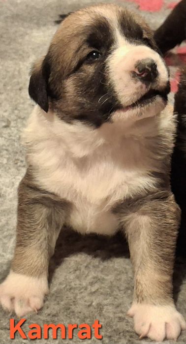 Owczarek Środkowoazjatycki szczenięta