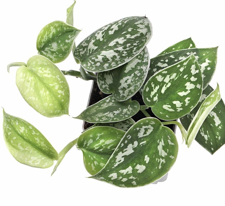 Сциндапсус Pictus