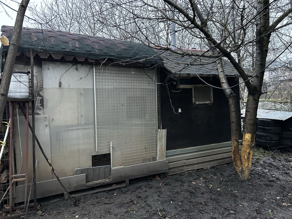 Курятник в зборі