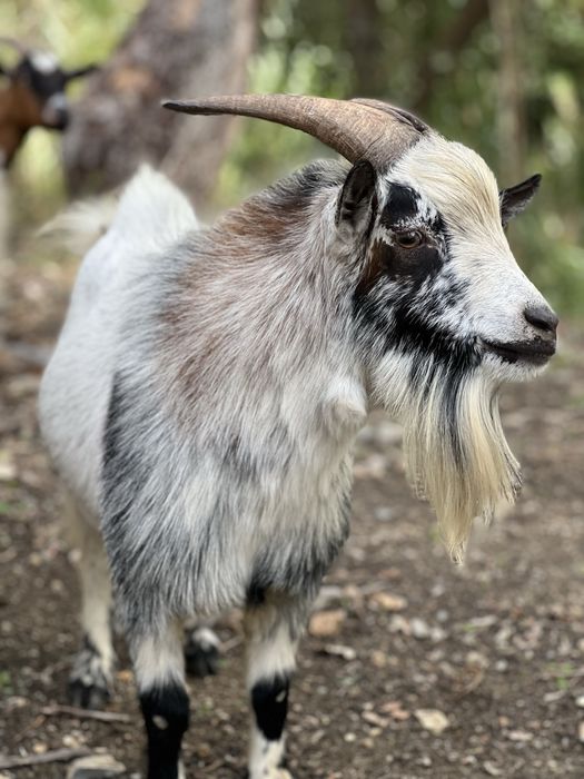 Cabras anãs desparasitadas/vacinadas para venda!