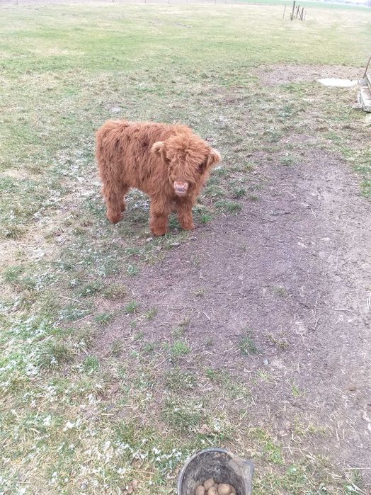 Cielak highland szkocki sprzedam