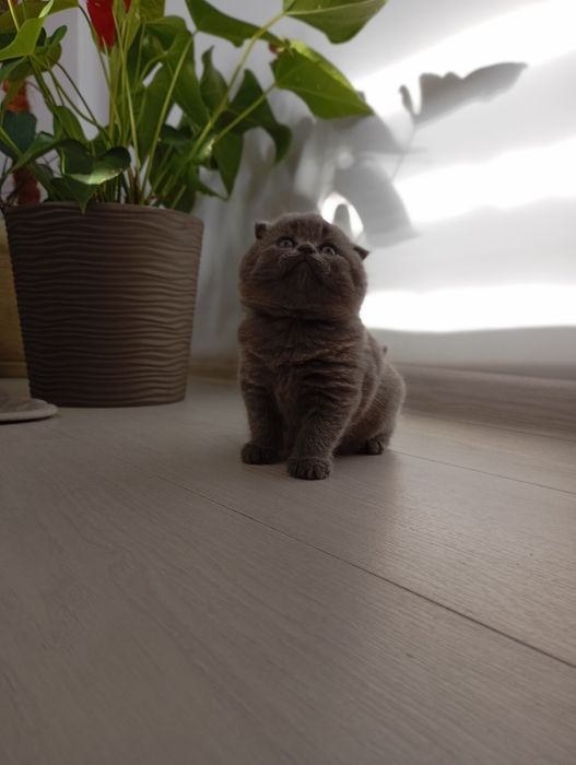 Шотландці весловухі, прямовухі.