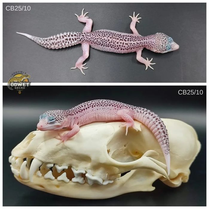 Młode gekony lamparcie, eublefary Total Eclipse