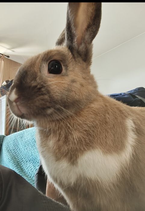 Królik miniaturka samiec 2 latka