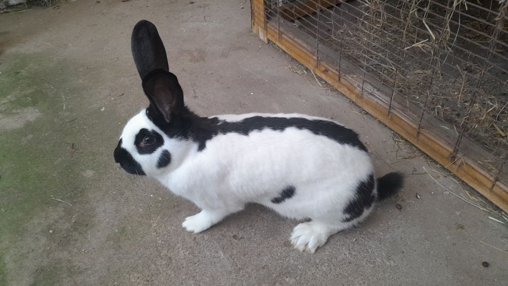 Królik króliki srokacz niemiecki osn osc