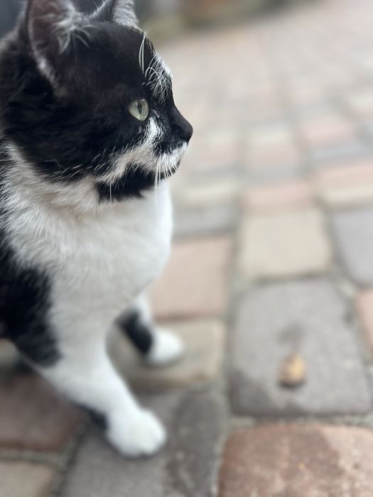 Кошенятко шукає родину