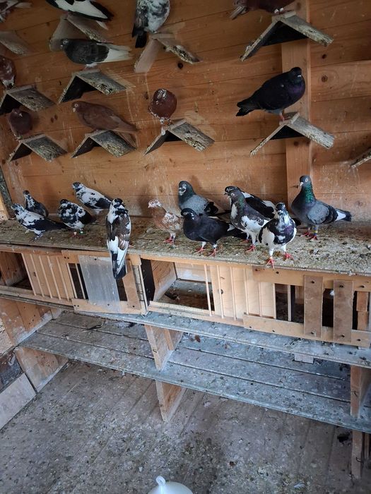 Gołębie Zamojskie 3 samice czerwone i 1 samica siwa krasa