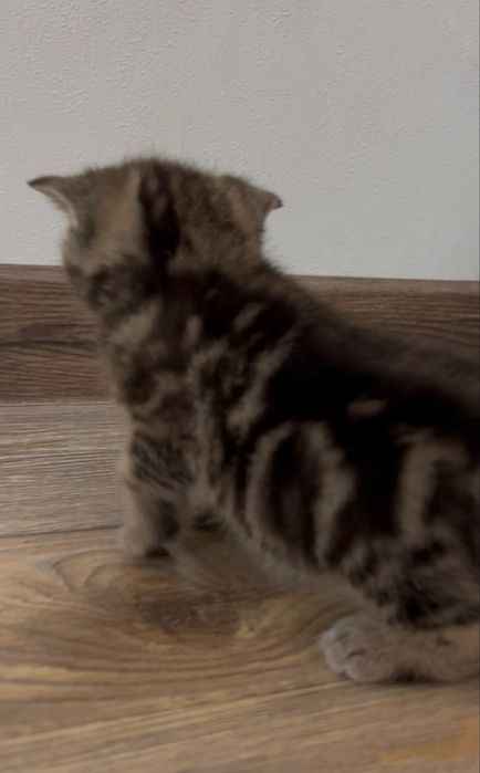 Золотий шотландський мармуровий котик